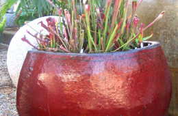 Pitcher Plant  Container