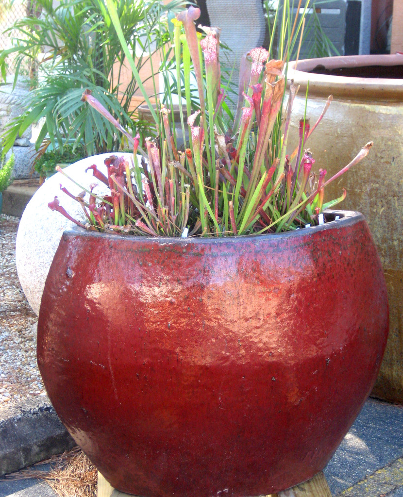 Pitcher Plant Container