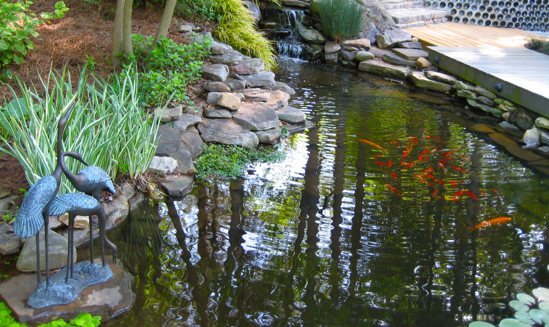 Koi Pond with Cascading Waterfall