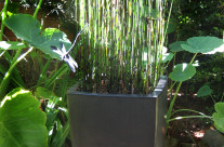 Reed Planter