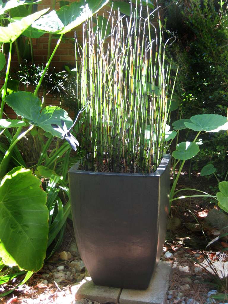 Reed Planter